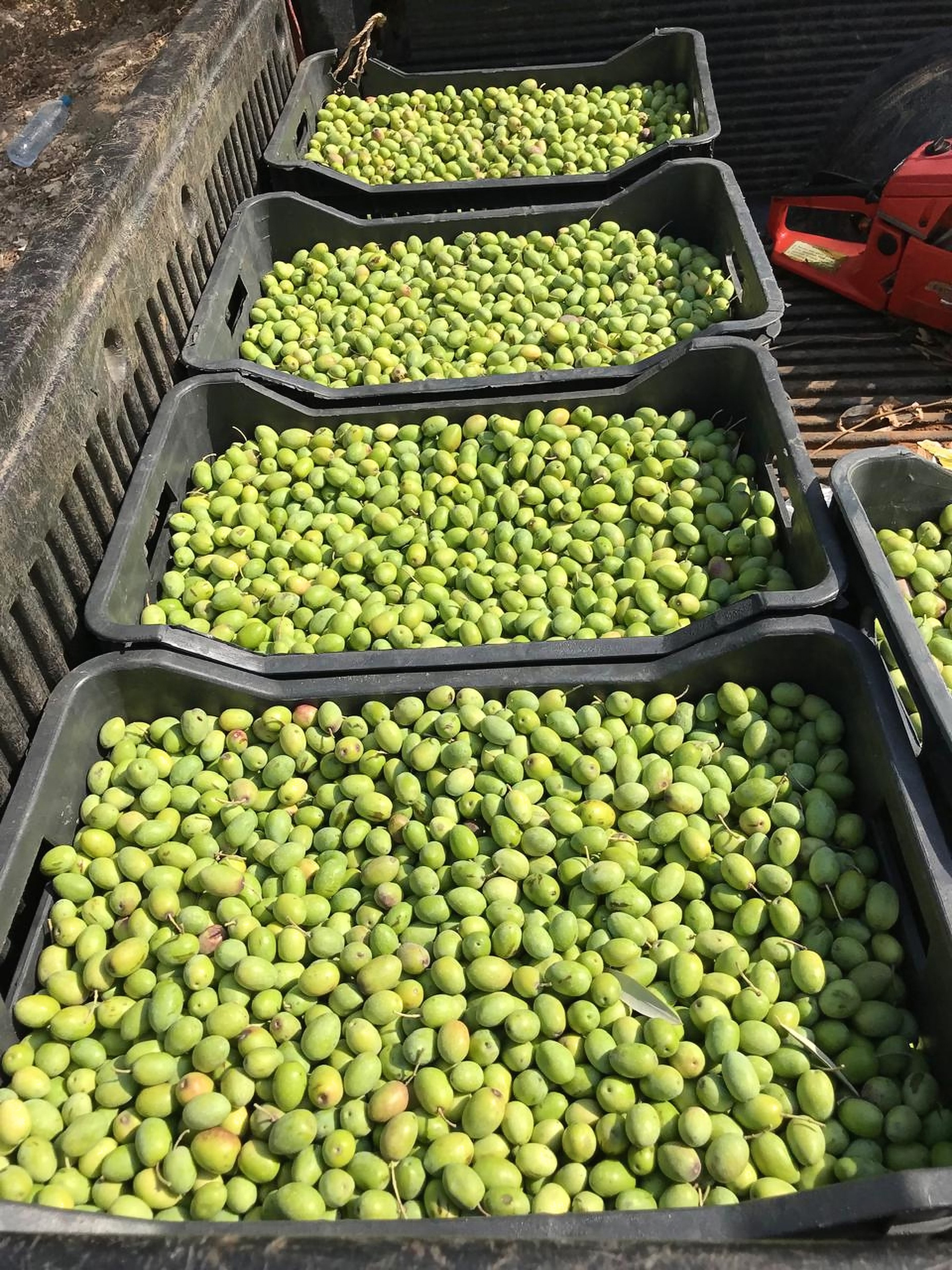 Crates heaped with just-picked green olives in the back of a pickup truck